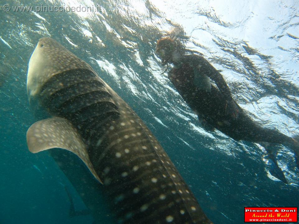 Djibouti - Whale Shark in the Gulf of Aden - 07.jpg